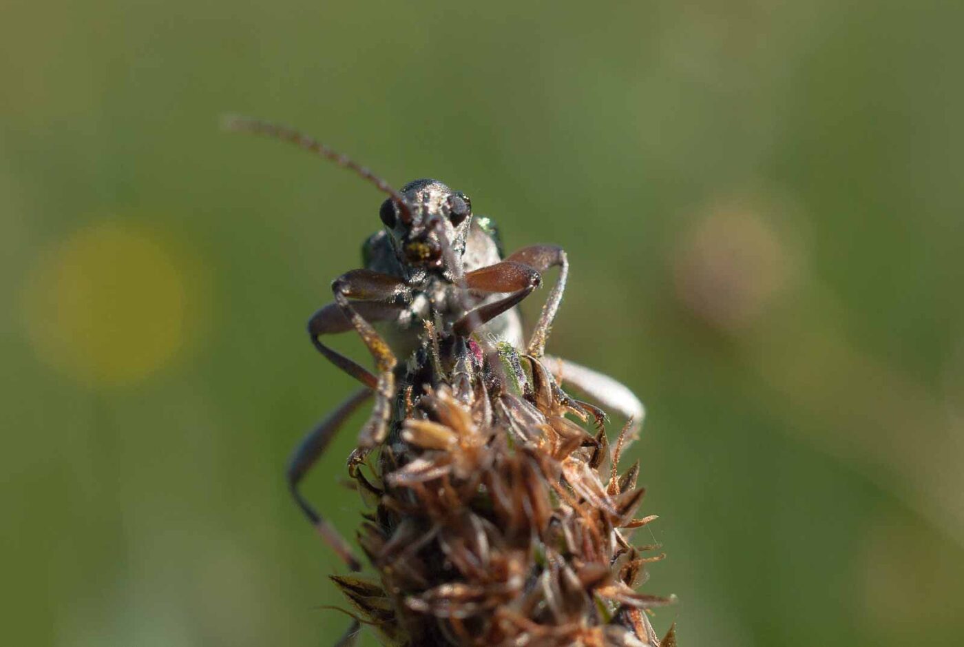 2017-05-25 - Blankenburg