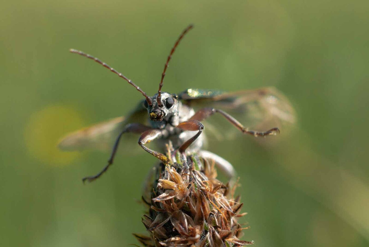2017-05-25 - Blankenburg