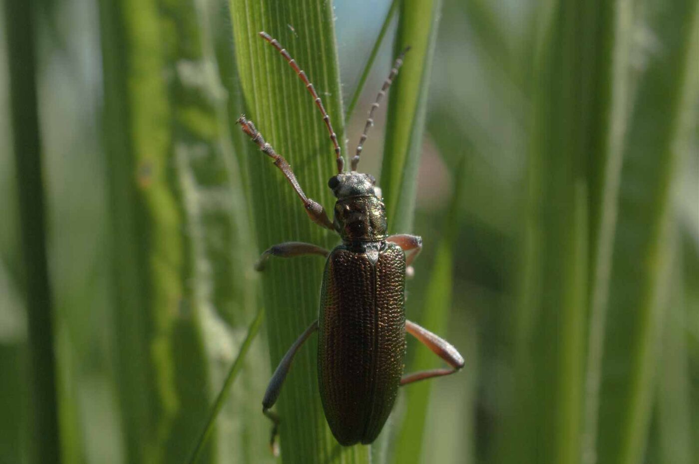 2017-05-25 - Blankenburg