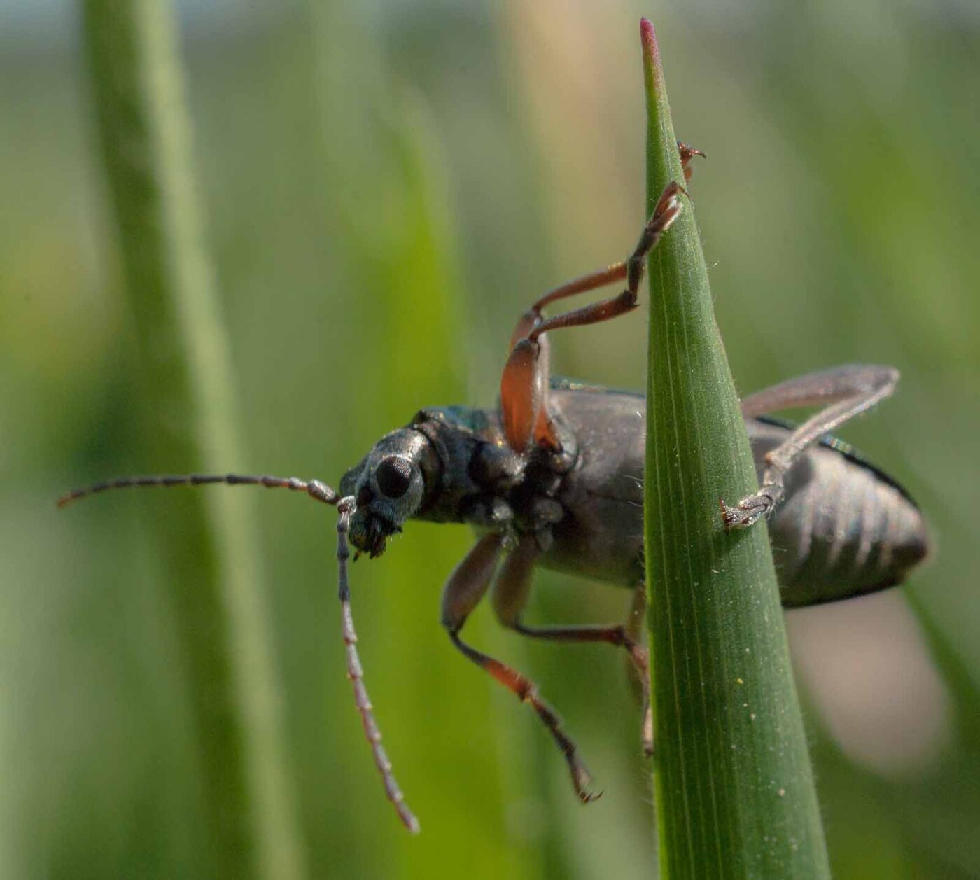 2017-05-25 - Blankenburg
