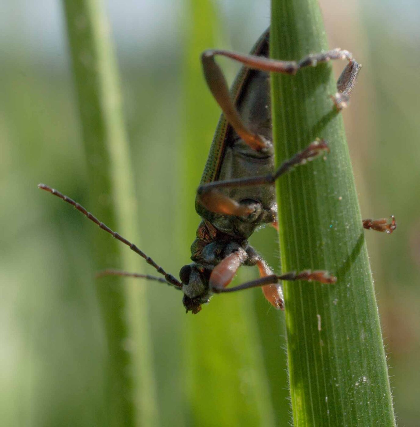 2017-05-25 - Blankenburg