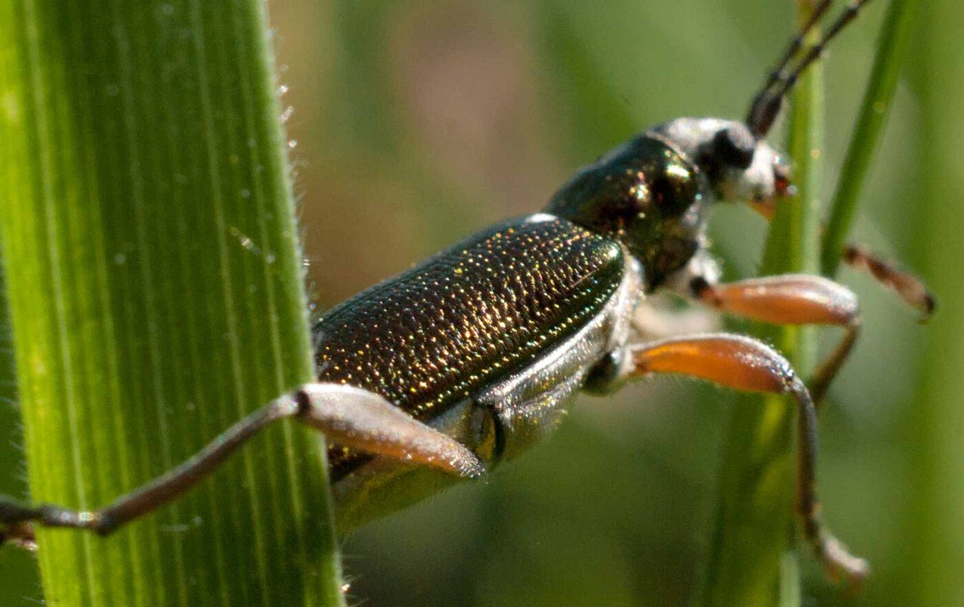 2017-05-25 - Blankenburg