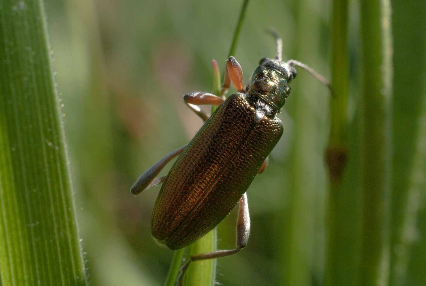 2017-05-25 - Blankenburg