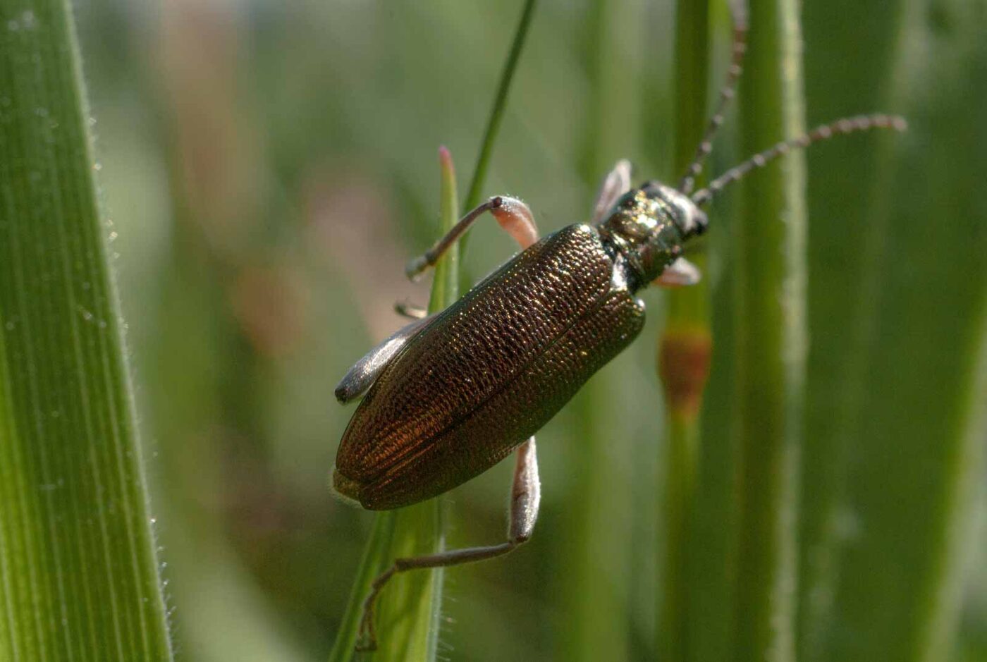 2017-05-25 - Blankenburg