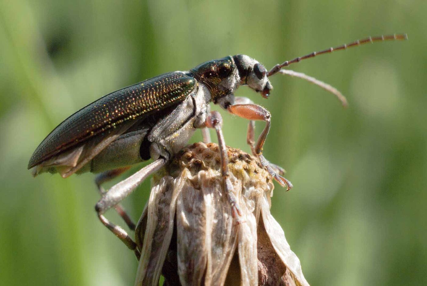 2017-05-25 - Blankenburg