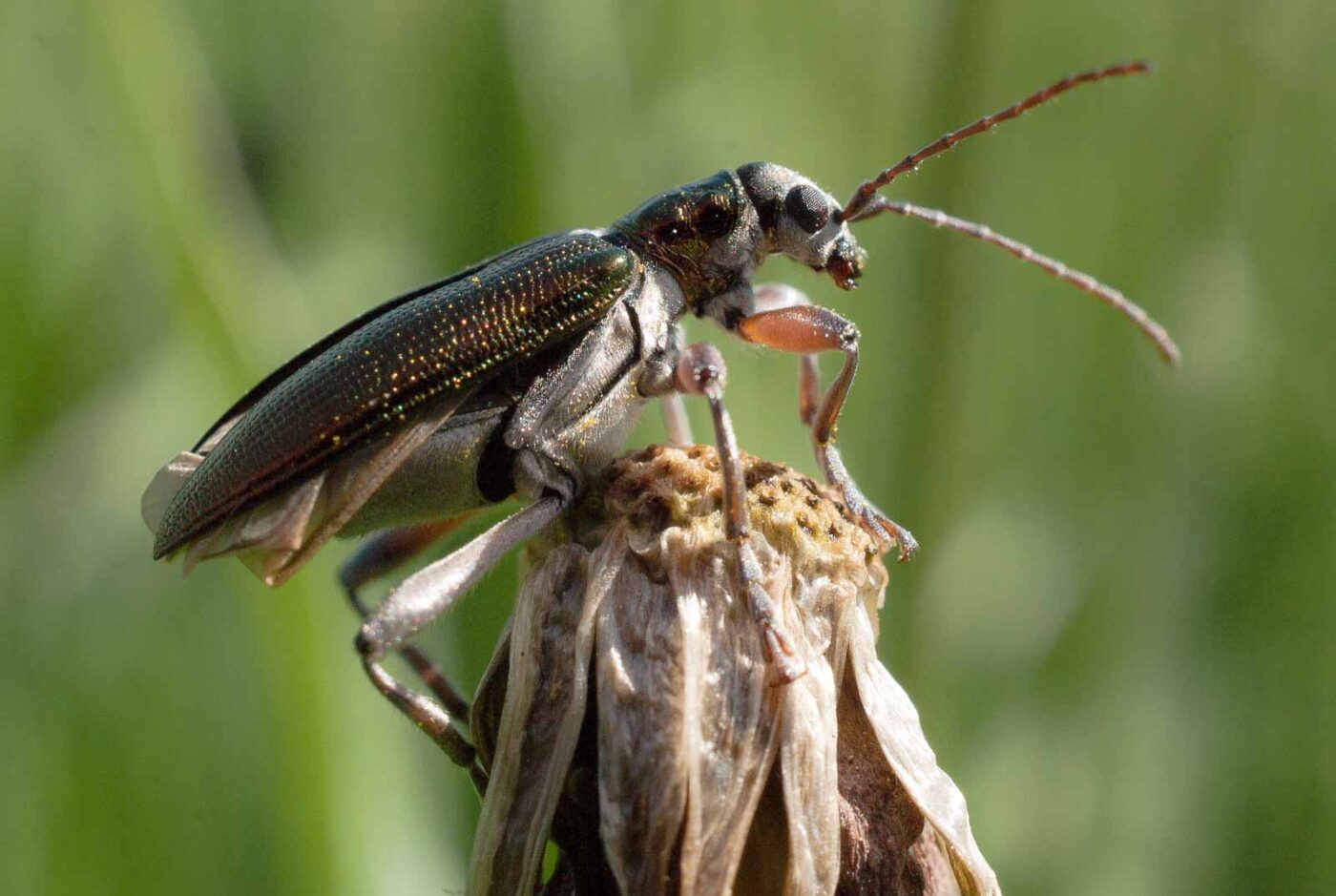 2017-05-25 - Blankenburg