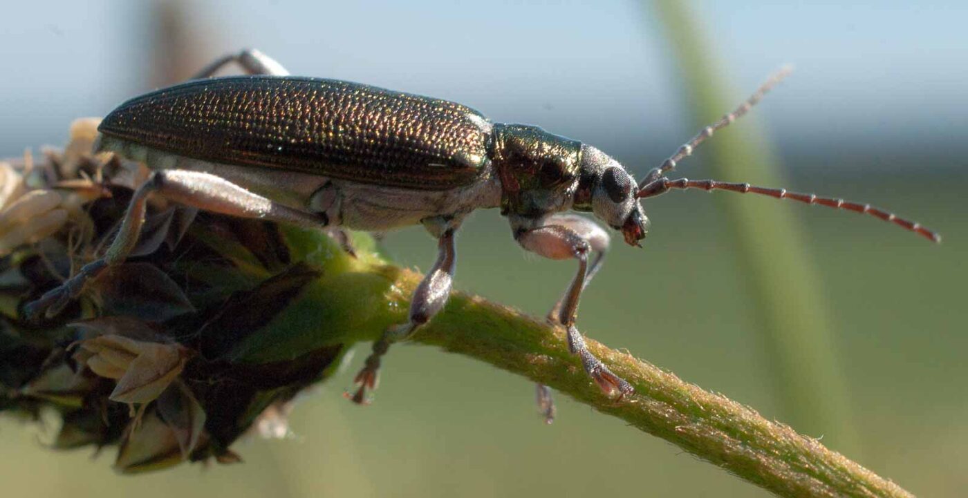 2017-05-25 - Blankenburg