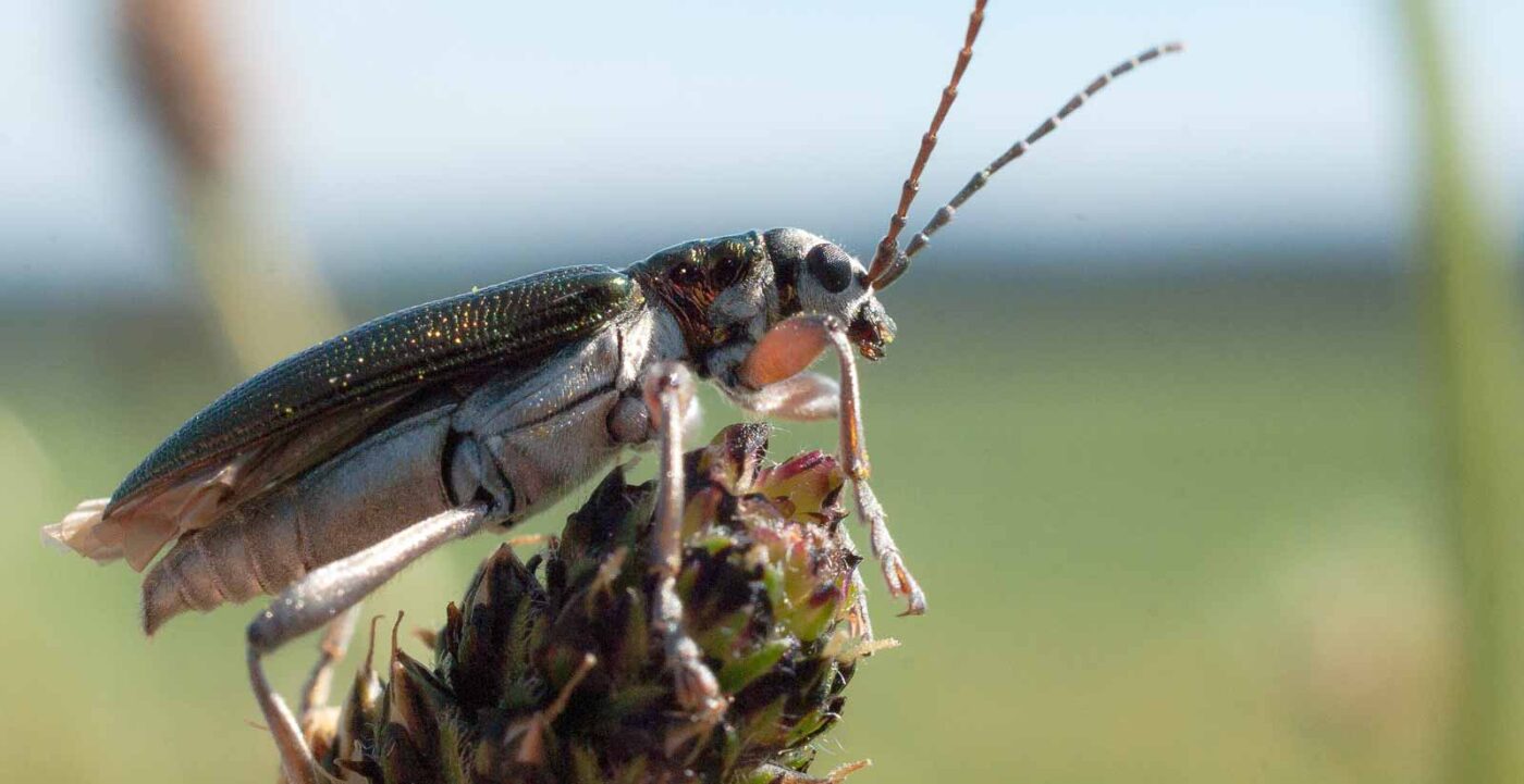 2017-05-25 - Blankenburg