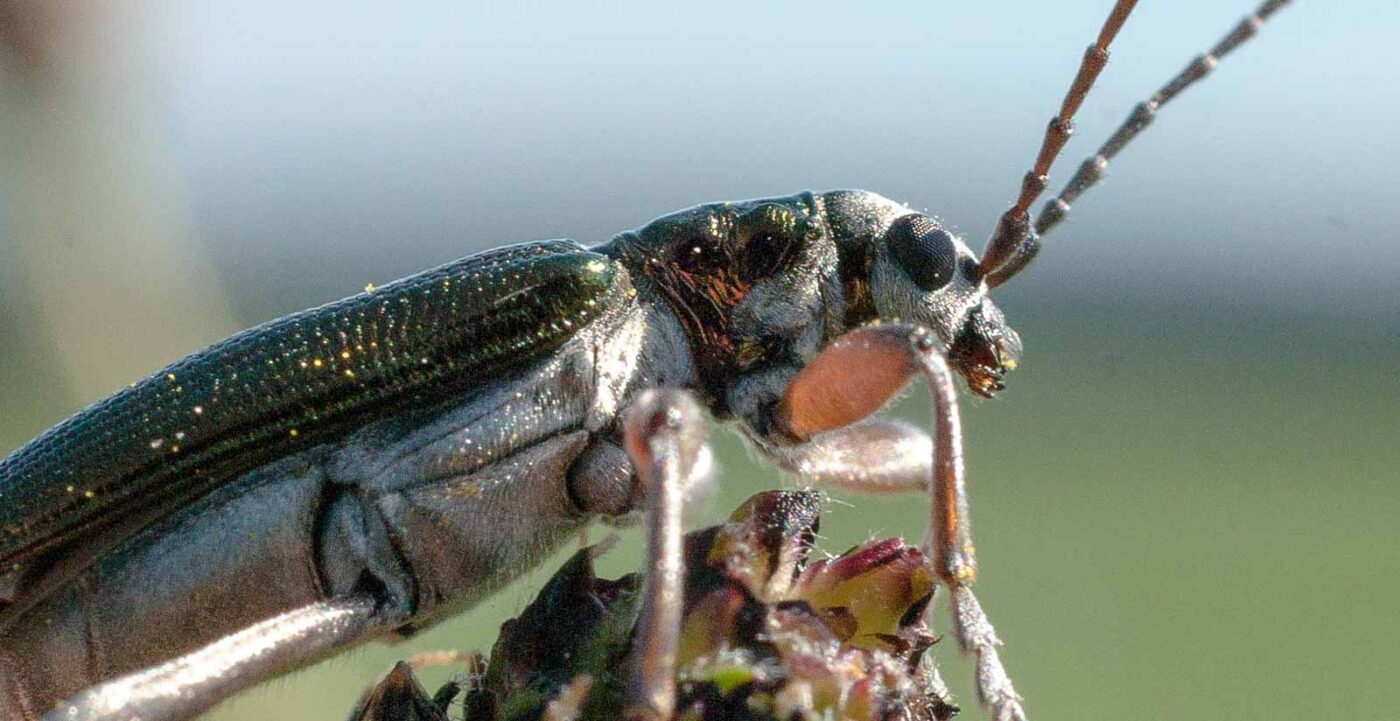 2017-05-25 - Blankenburg