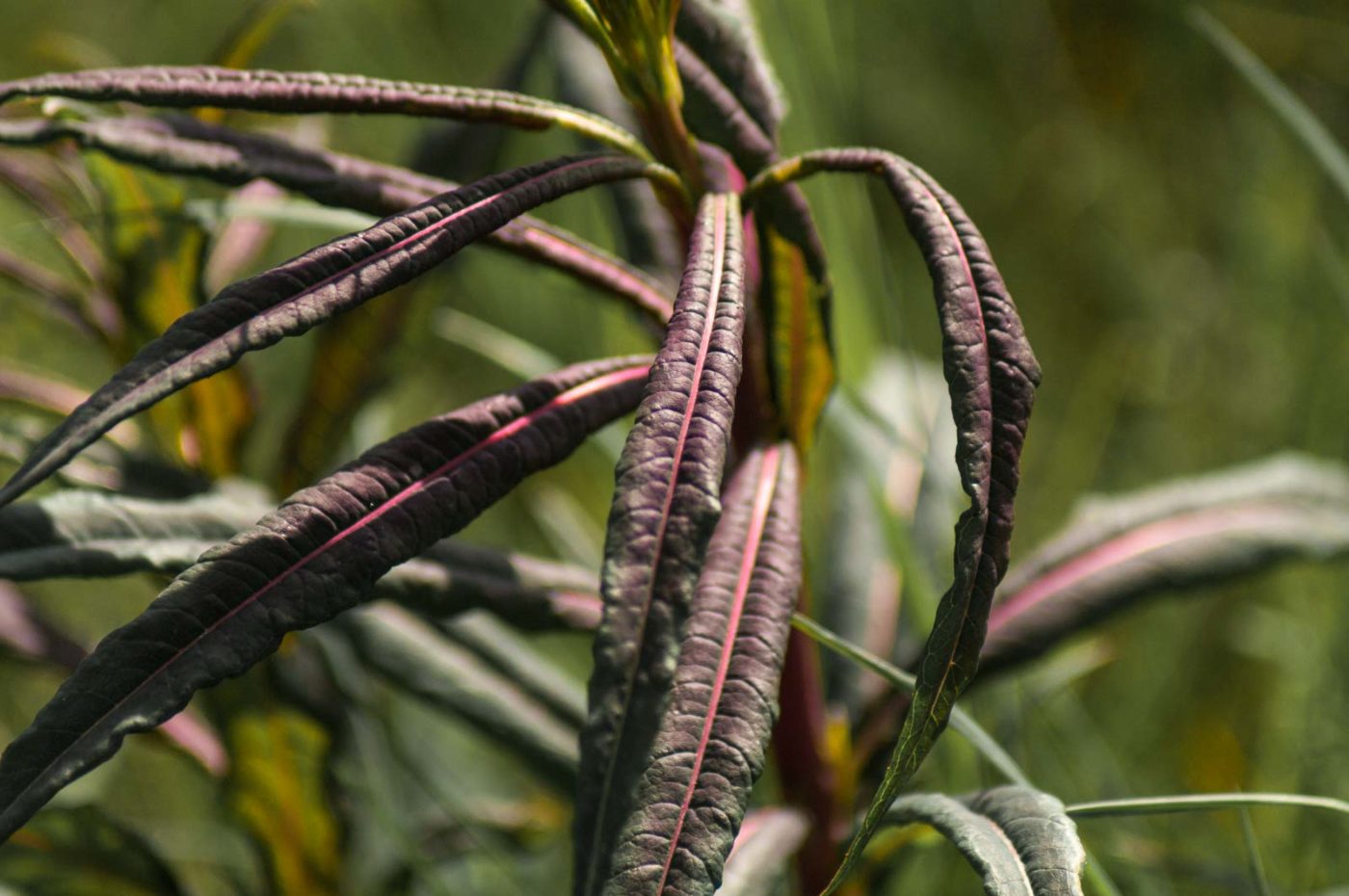 2017-05-25 - Blankenburg