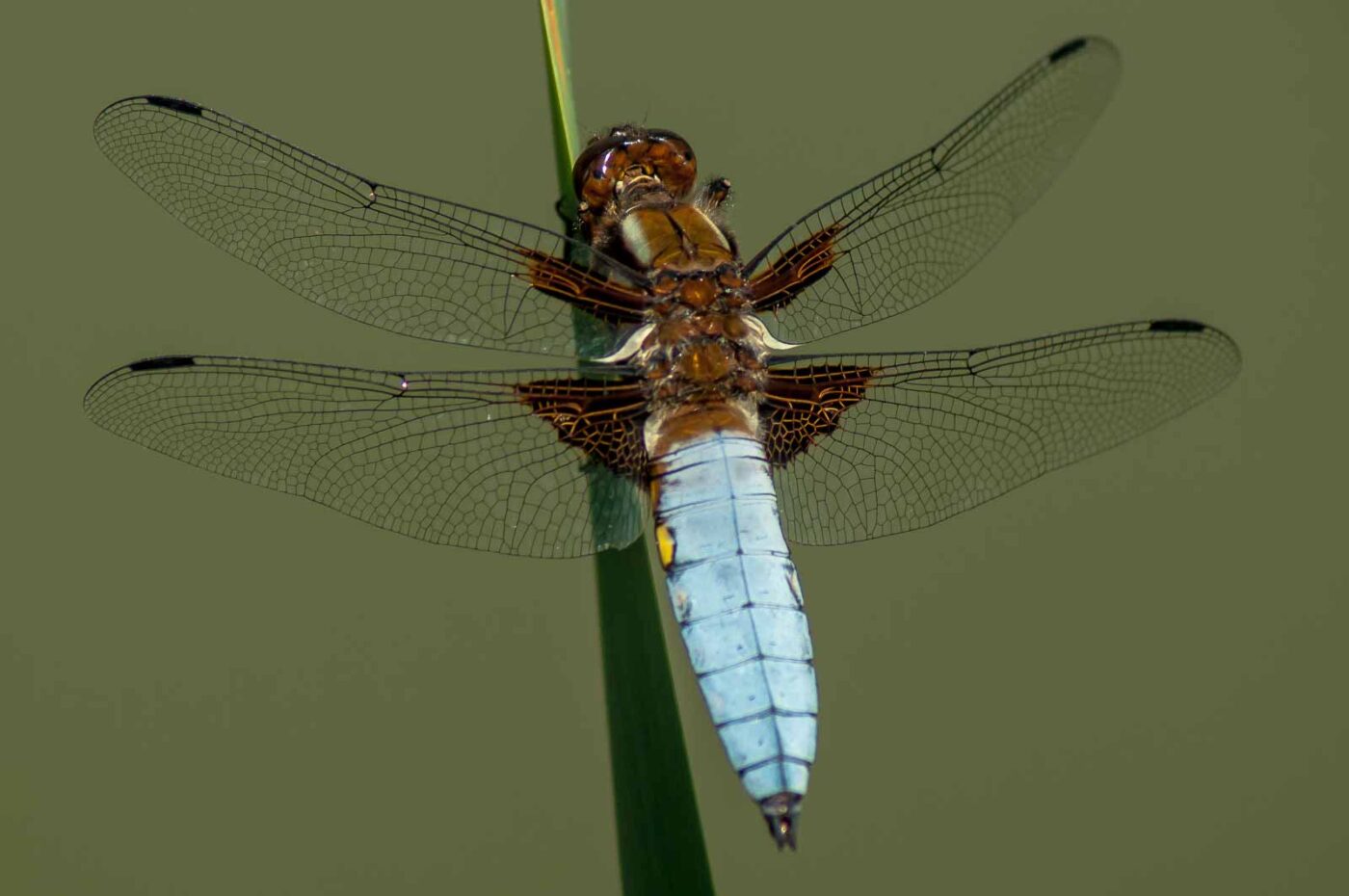 2017-06-05 - NSG Halde Pluto-Wilhelm HER-Wanne