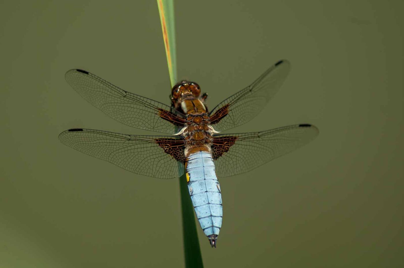 2017-06-05 - NSG Halde Pluto-Wilhelm HER-Wanne