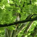2017-07-15 - NSG Oberes Oelbachtal Bochum