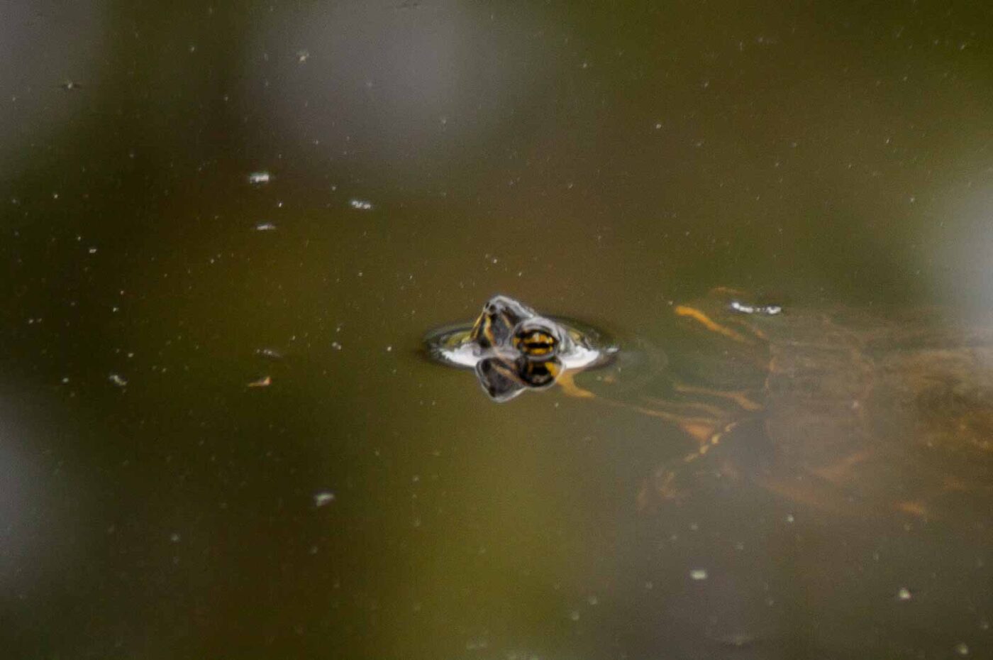 2017-08-09 - NSG Brinksknapp Recklinghausen