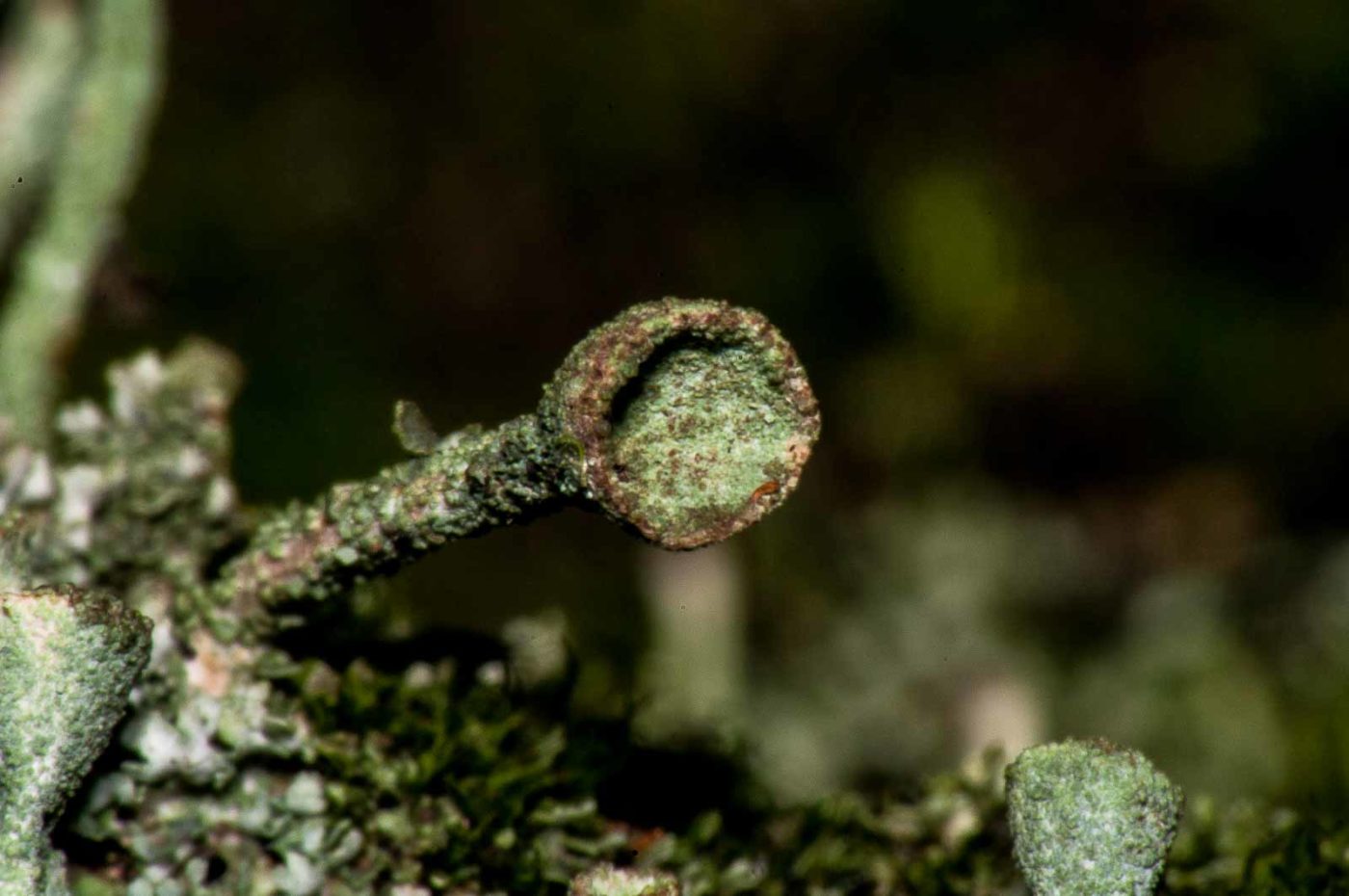 2017-08-09 - NSG Brinksknapp Recklinghausen