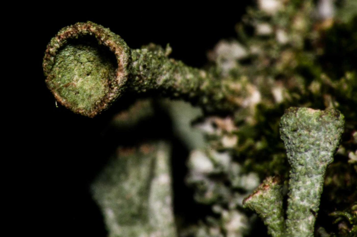 2017-08-09 - NSG Brinksknapp Recklinghausen