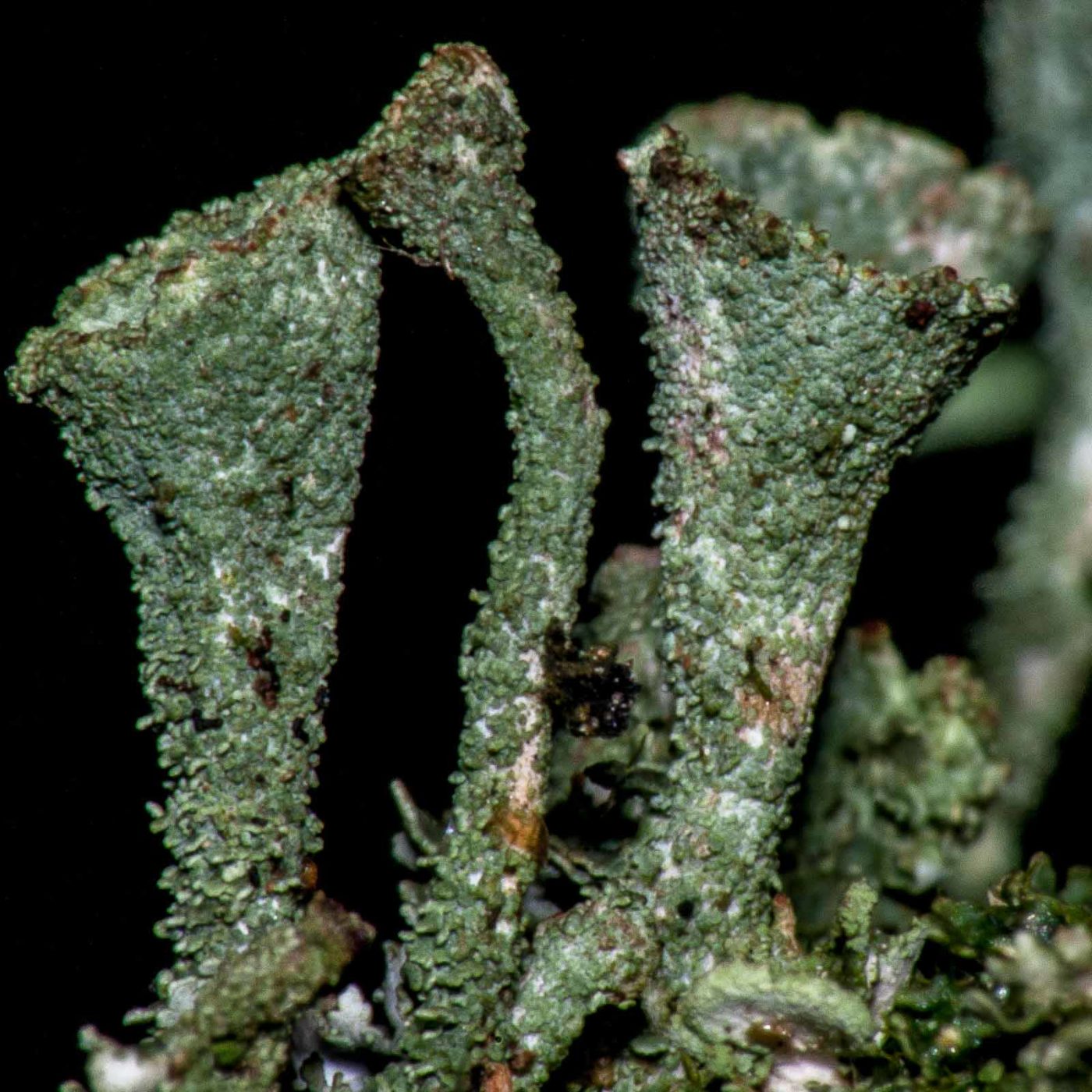 2017-08-09 - NSG Brinksknapp Recklinghausen