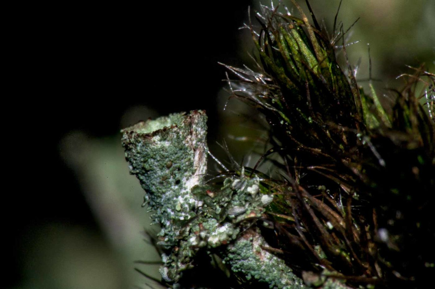 2017-08-09 - NSG Brinksknapp Recklinghausen