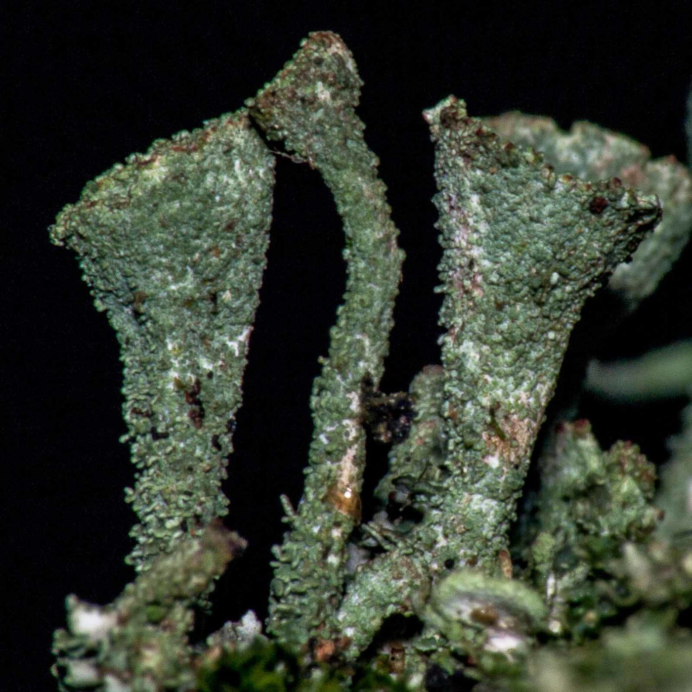 2017-08-09 - NSG Brinksknapp Recklinghausen