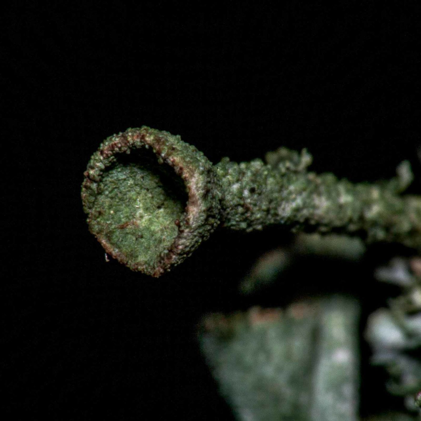 2017-08-09 - NSG Brinksknapp Recklinghausen