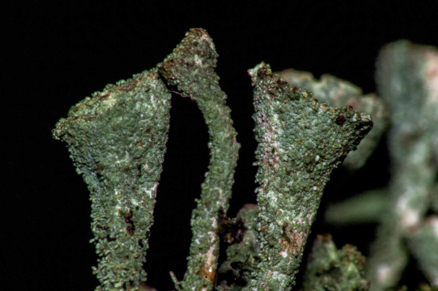 2017-08-09 - NSG Brinksknapp Recklinghausen