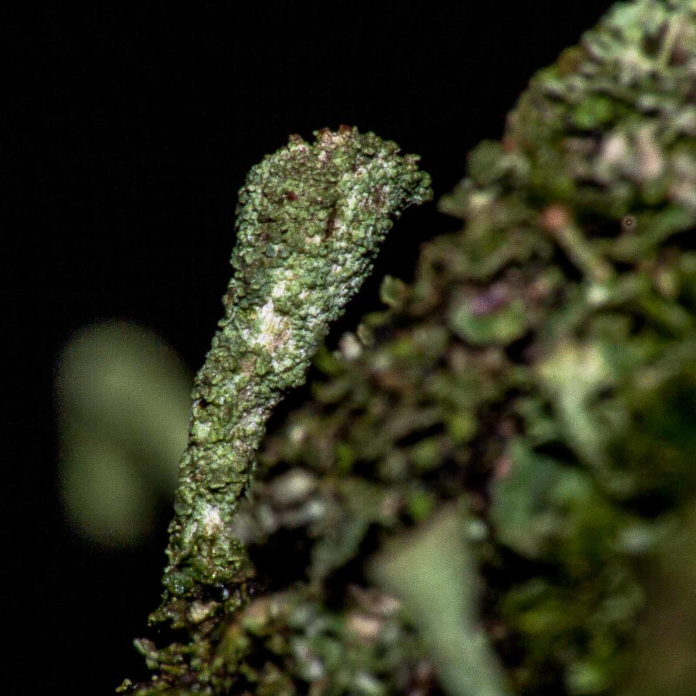 2017-08-09 - NSG Brinksknapp Recklinghausen