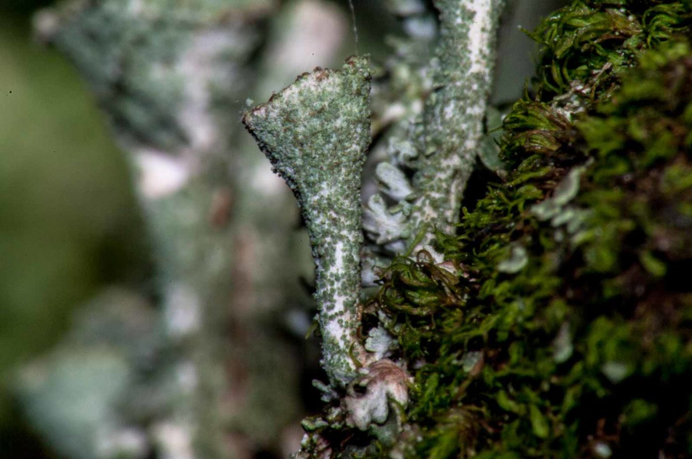 2017-08-09 - NSG Brinksknapp Recklinghausen