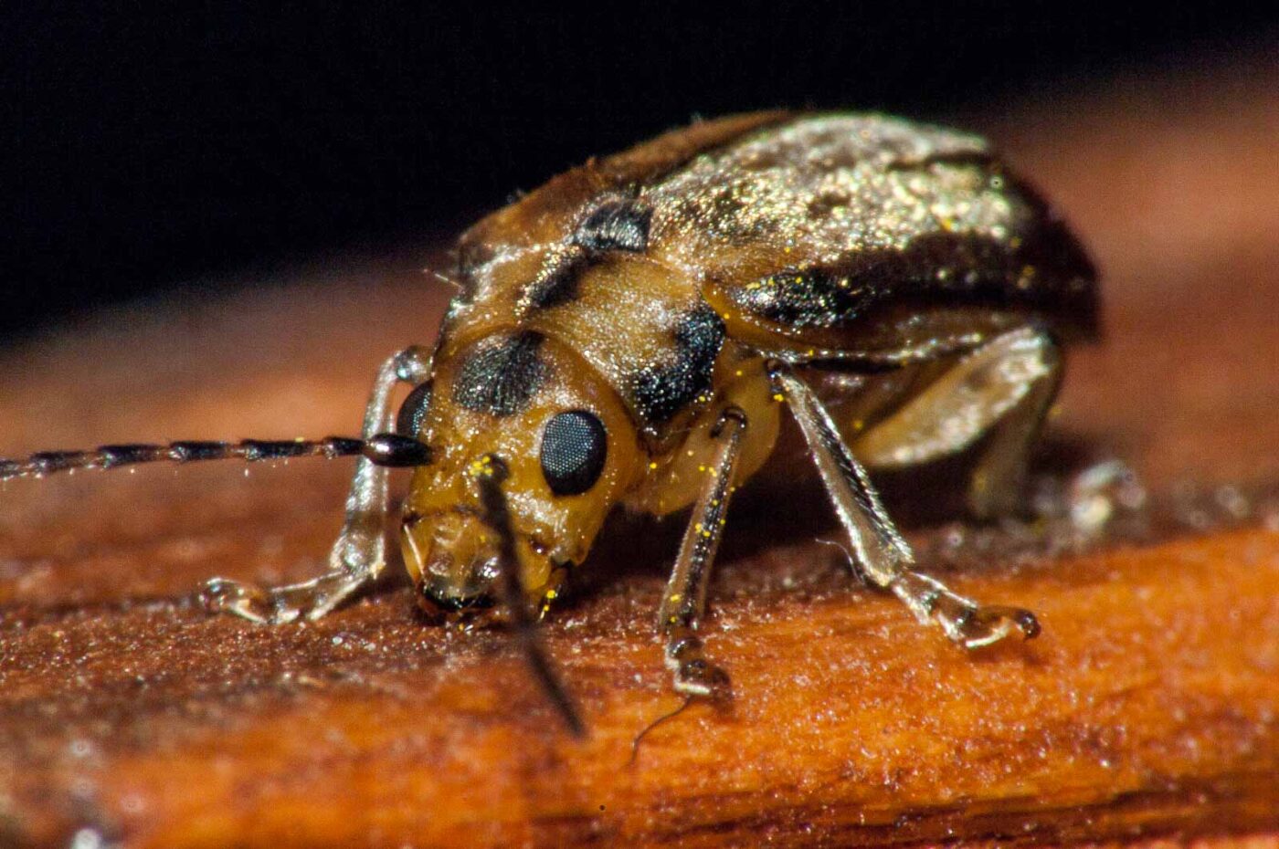 2017-08-09 - NSG Brinksknapp Recklinghausen