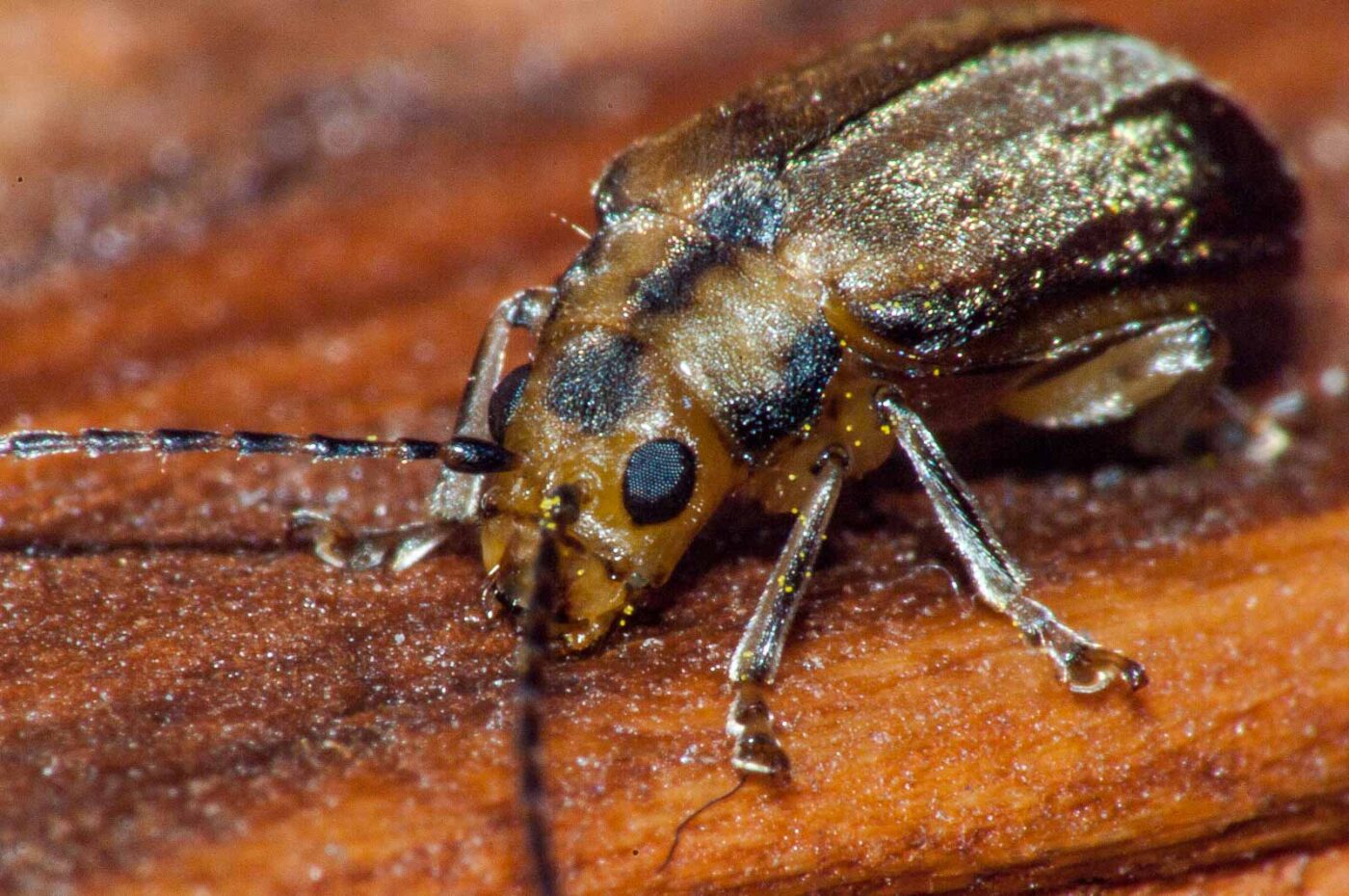 2017-08-09 - NSG Brinksknapp Recklinghausen