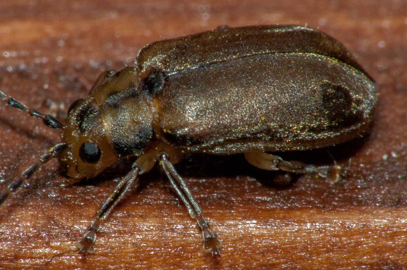 2017-08-09 - NSG Brinksknapp Recklinghausen