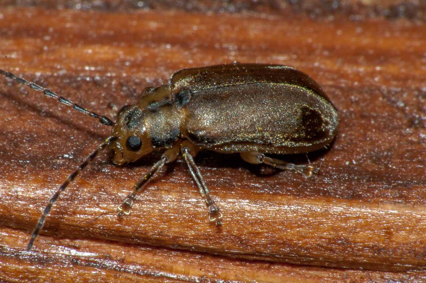 2017-08-09 - NSG Brinksknapp Recklinghausen