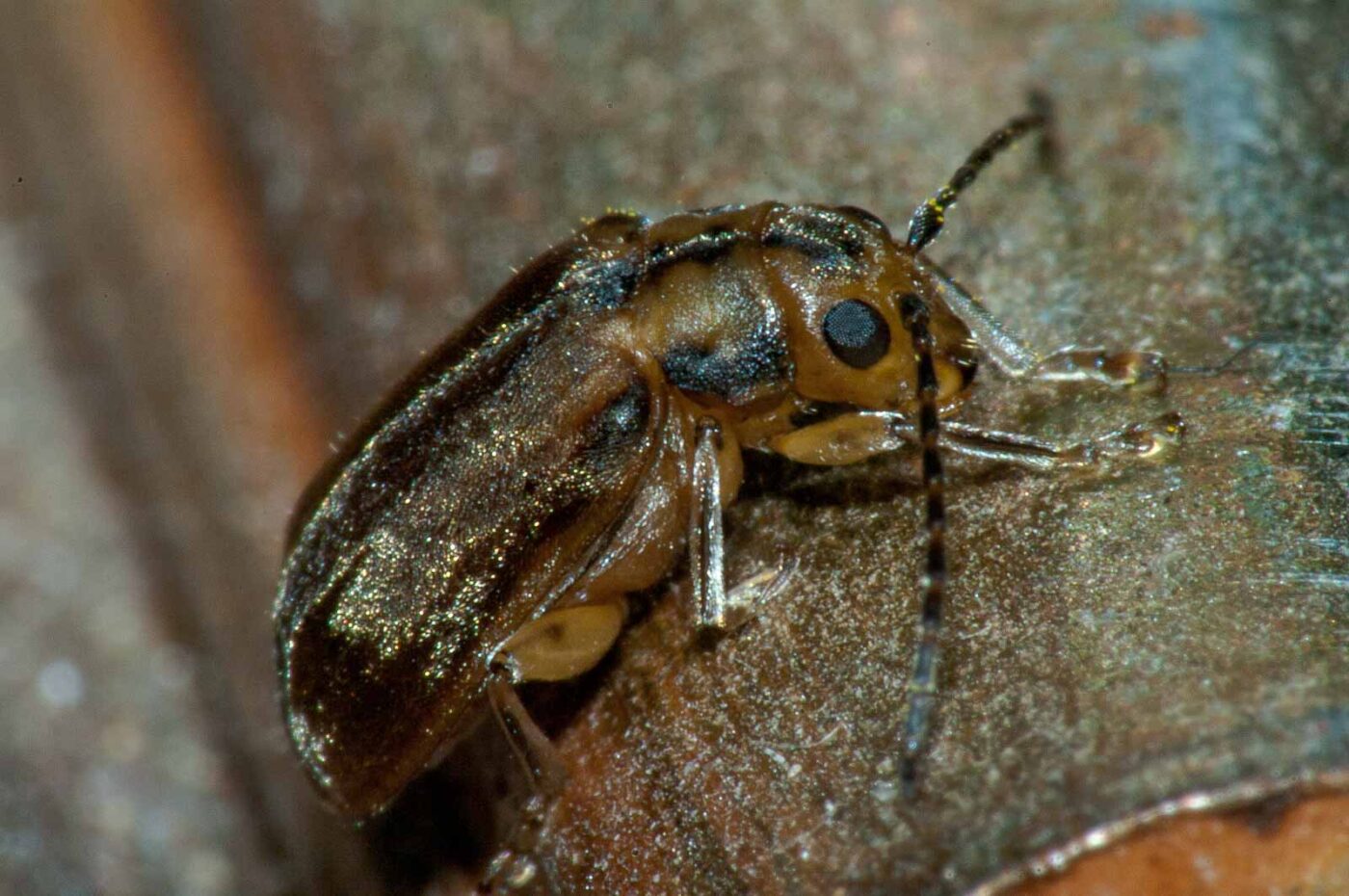 2017-08-09 - NSG Brinksknapp Recklinghausen