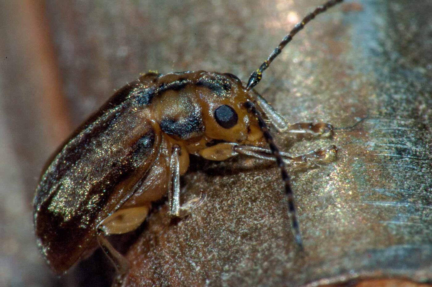 2017-08-09 - NSG Brinksknapp Recklinghausen