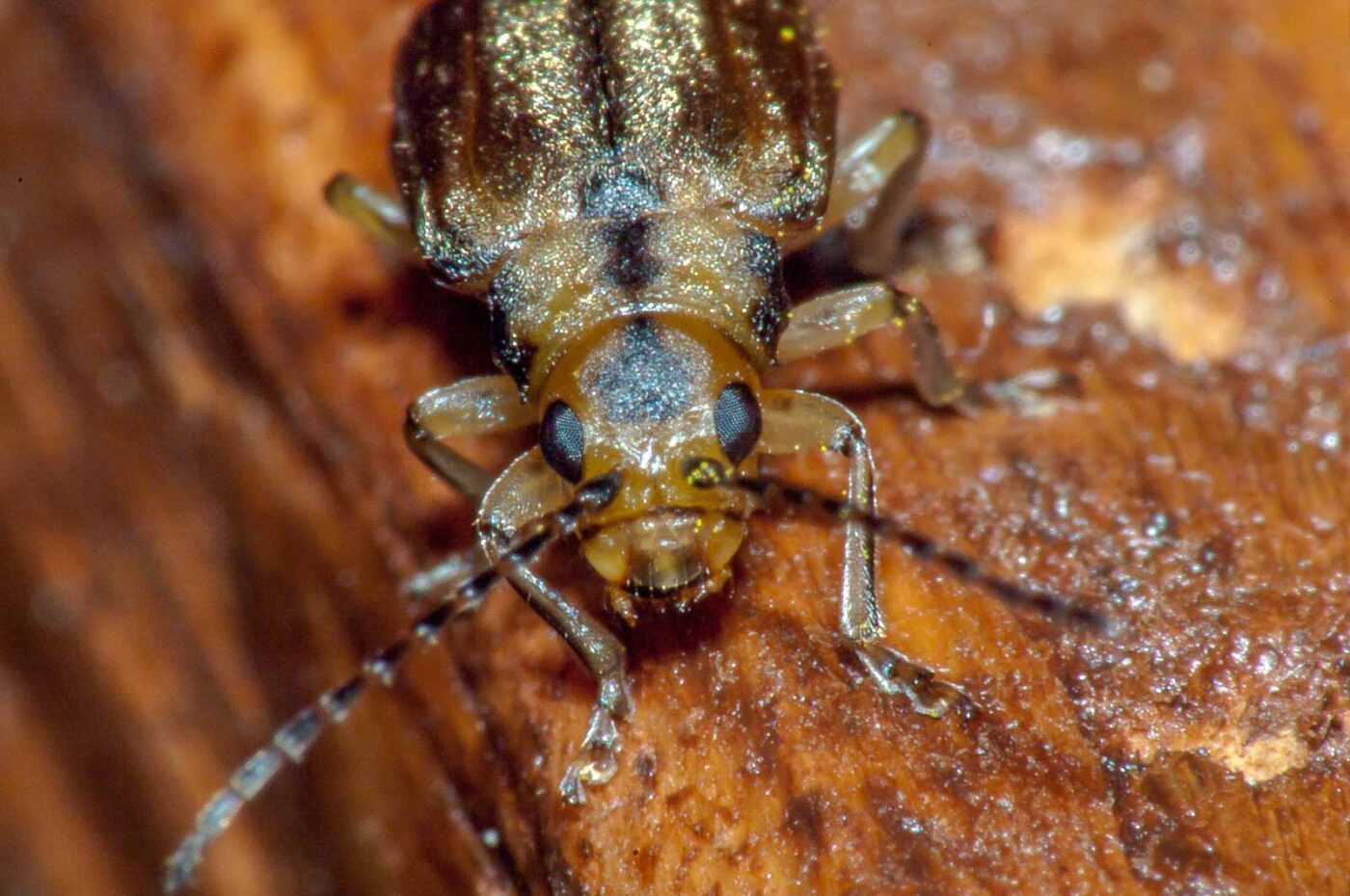 2017-08-09 - NSG Brinksknapp Recklinghausen