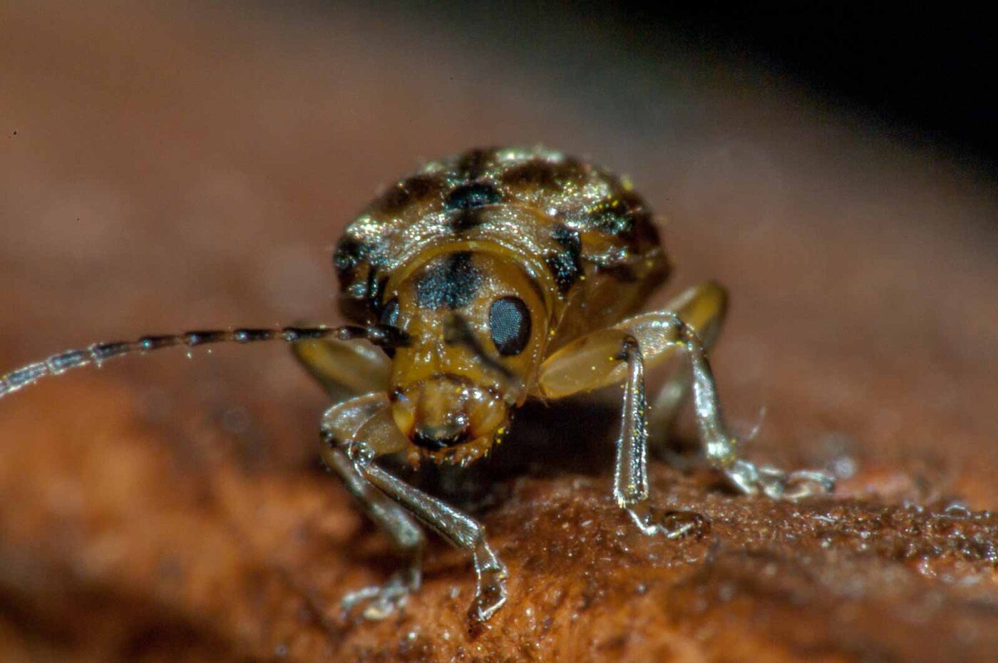 2017-08-09 - NSG Brinksknapp Recklinghausen