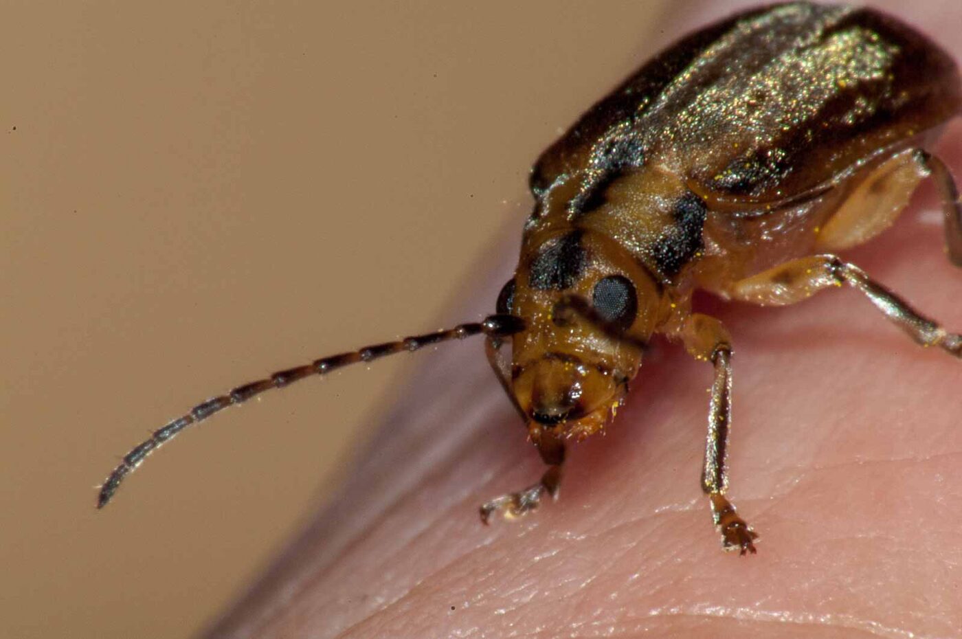 2017-08-09 - NSG Brinksknapp Recklinghausen