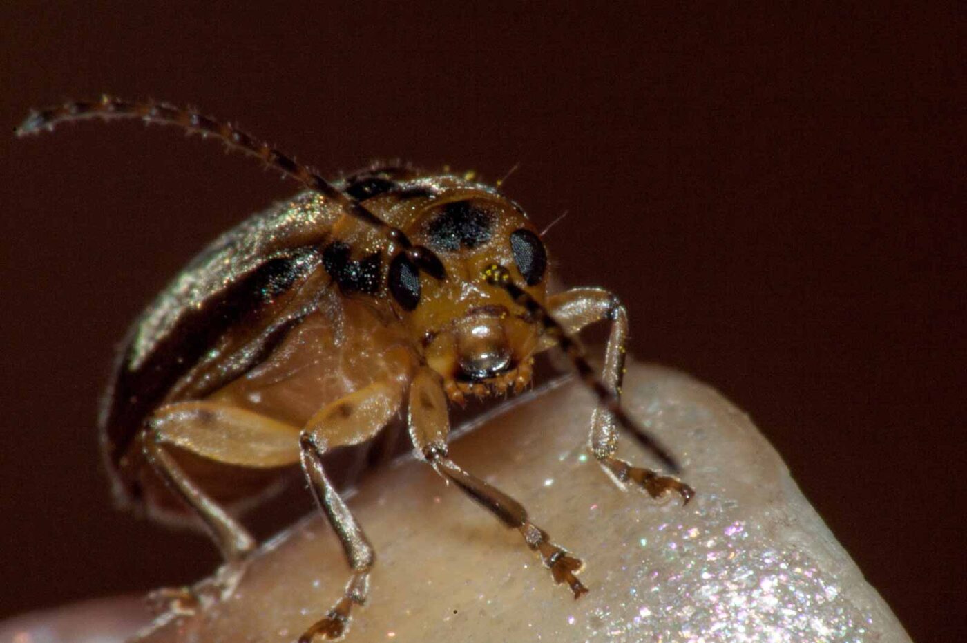 2017-08-09 - NSG Brinksknapp Recklinghausen