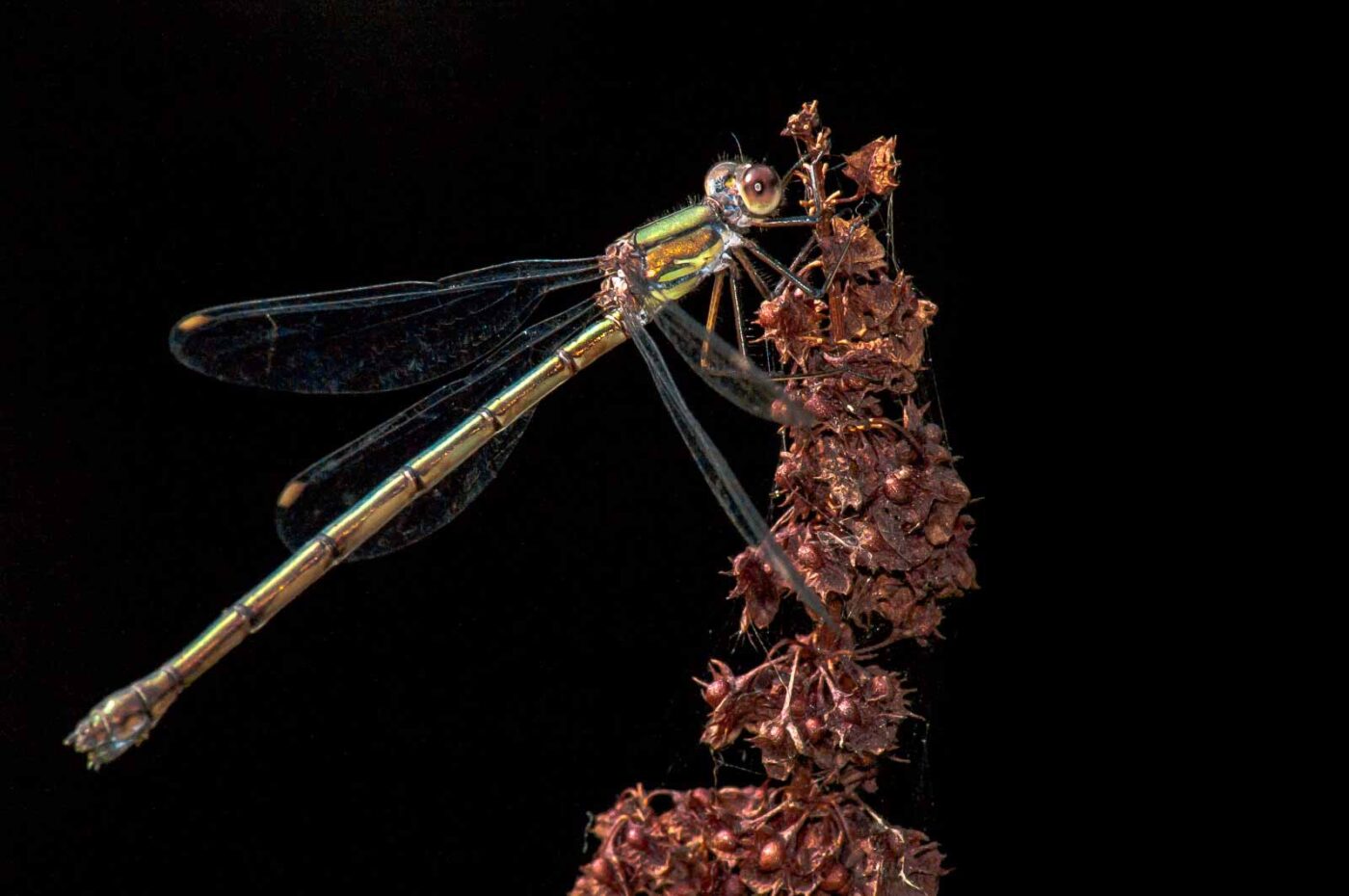 2017-08-24 - NSG Resser Wald und Emscherbruch