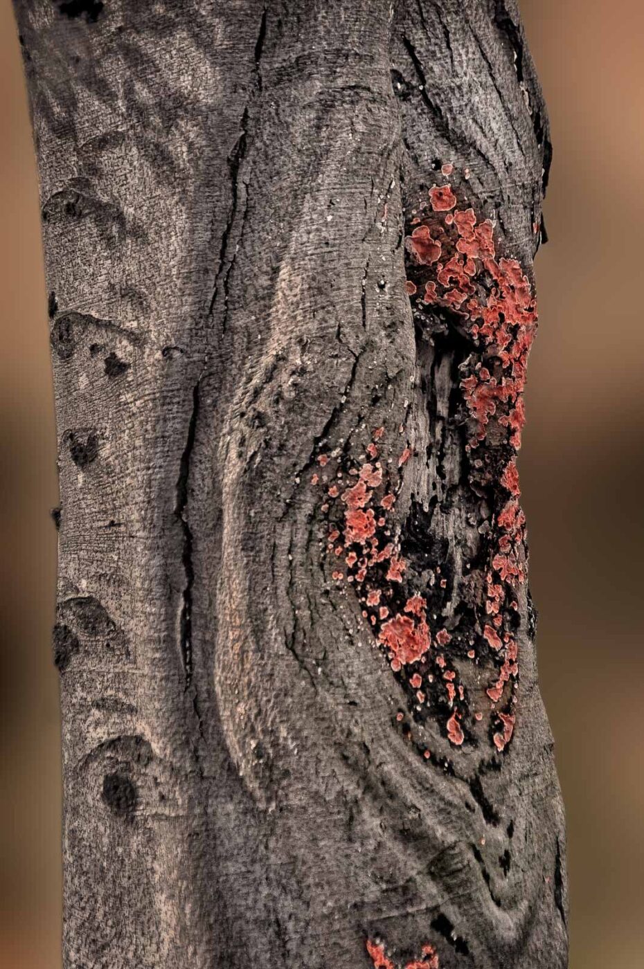 2019-02-04 - NSG Brandheide Recklinghausen