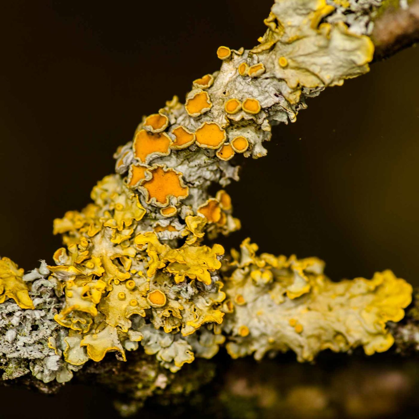 2019-02-23 - NSG Storchengraben Herne