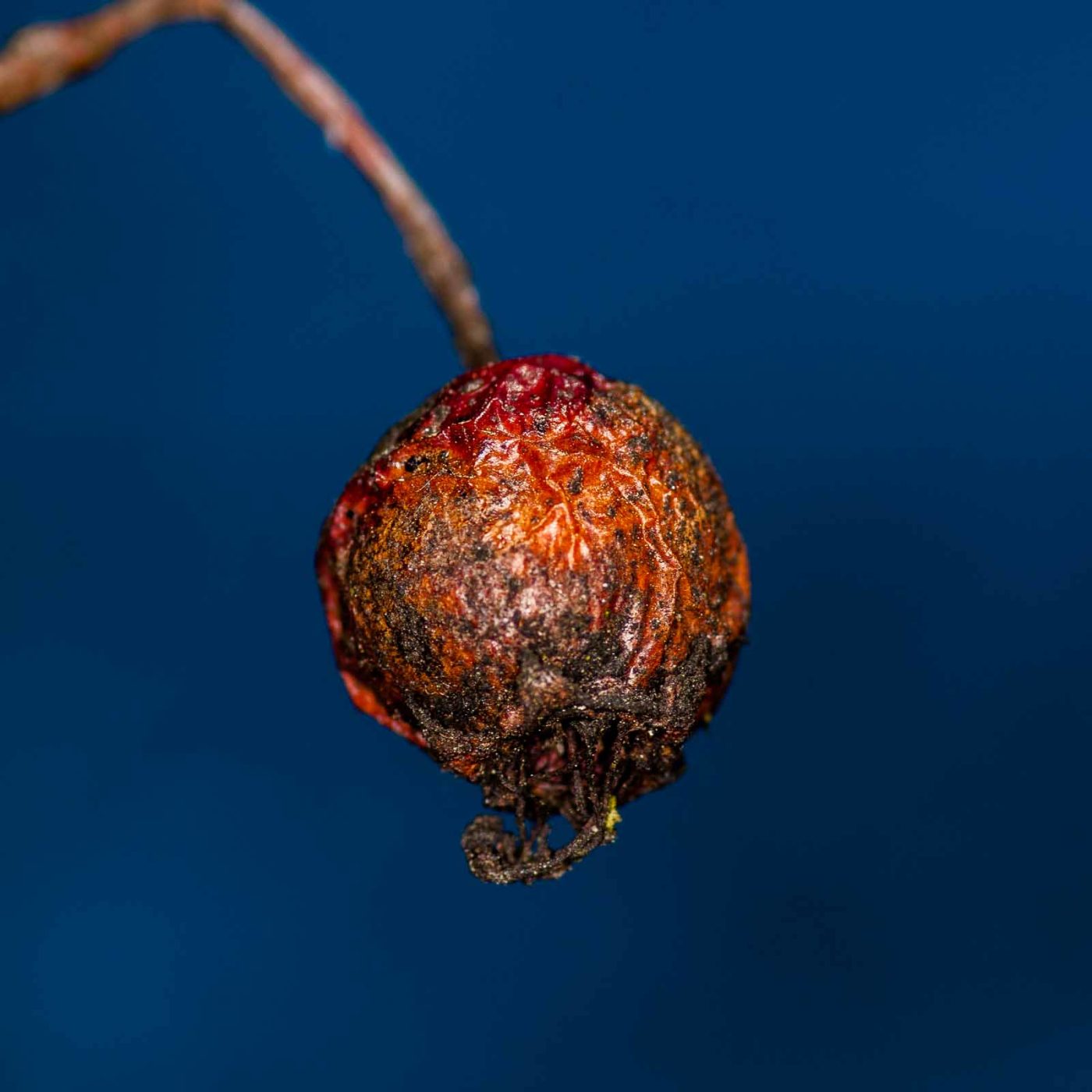 2019-02-23 - NSG Storchengraben Herne