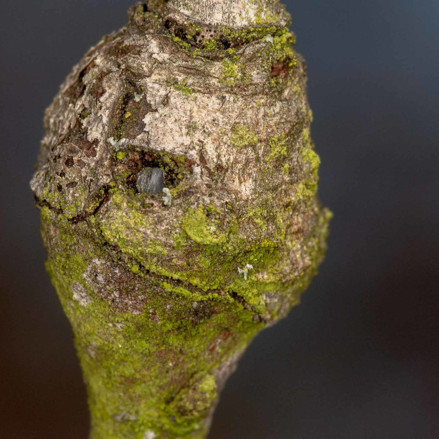 2019-02-23 - NSG Storchengraben Herne