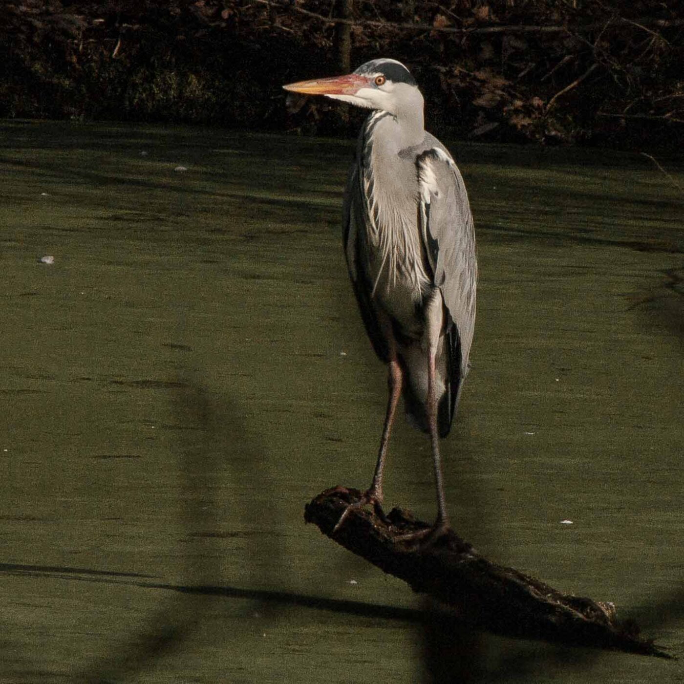 2019-02-23 - NSG Storchengraben Herne