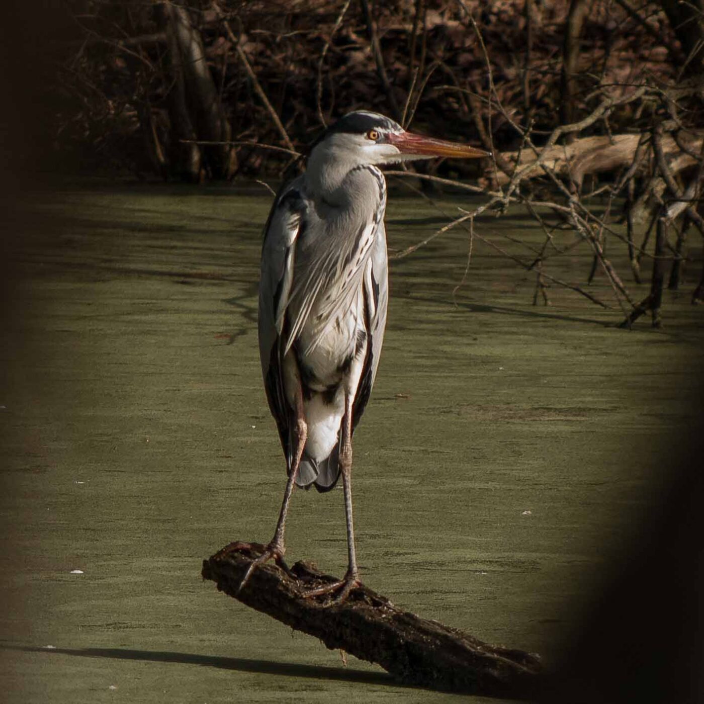 2019-02-23 - NSG Storchengraben Herne