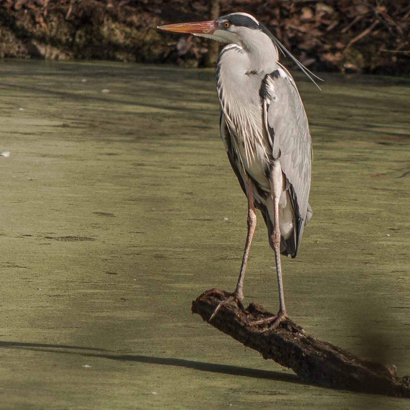 2019-02-23 - NSG Storchengraben Herne