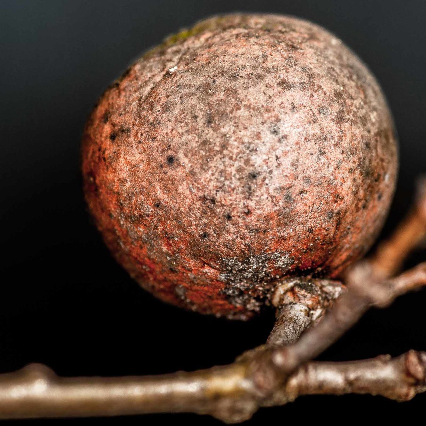 2019-02-23 - NSG Storchengraben Herne