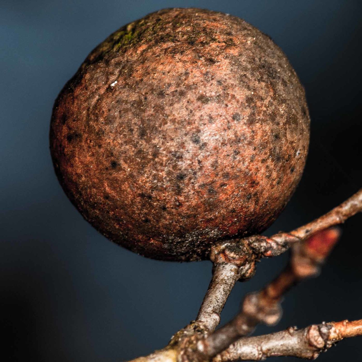 2019-02-23 - NSG Storchengraben Herne