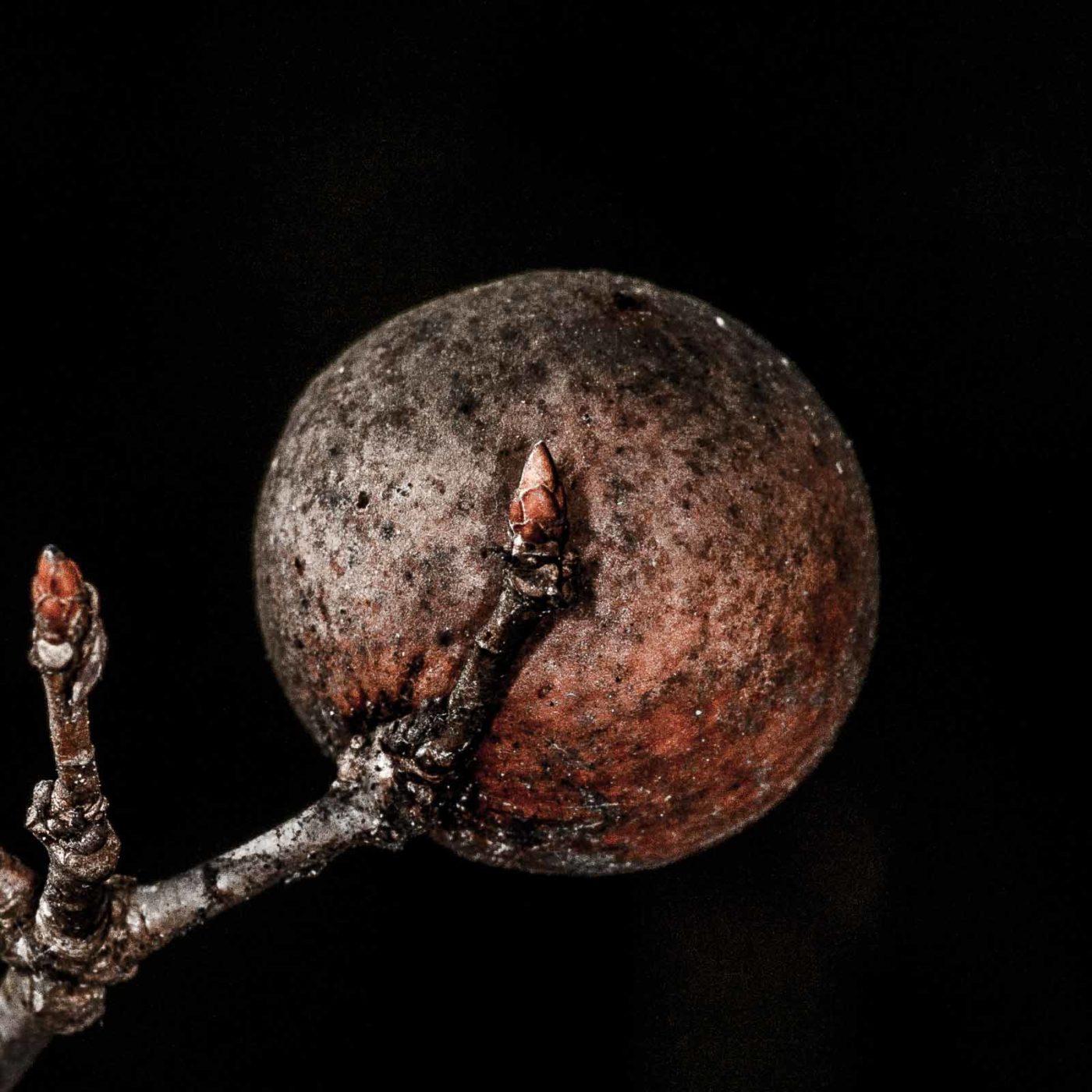 2019-02-23 - NSG Storchengraben Herne