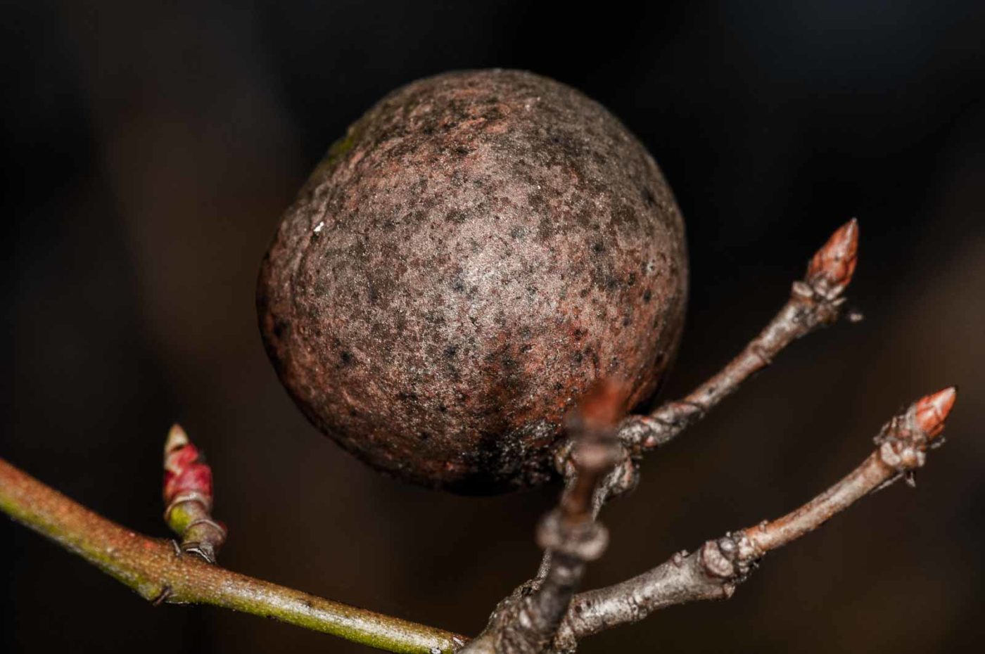 2019-02-23 - NSG Storchengraben Herne