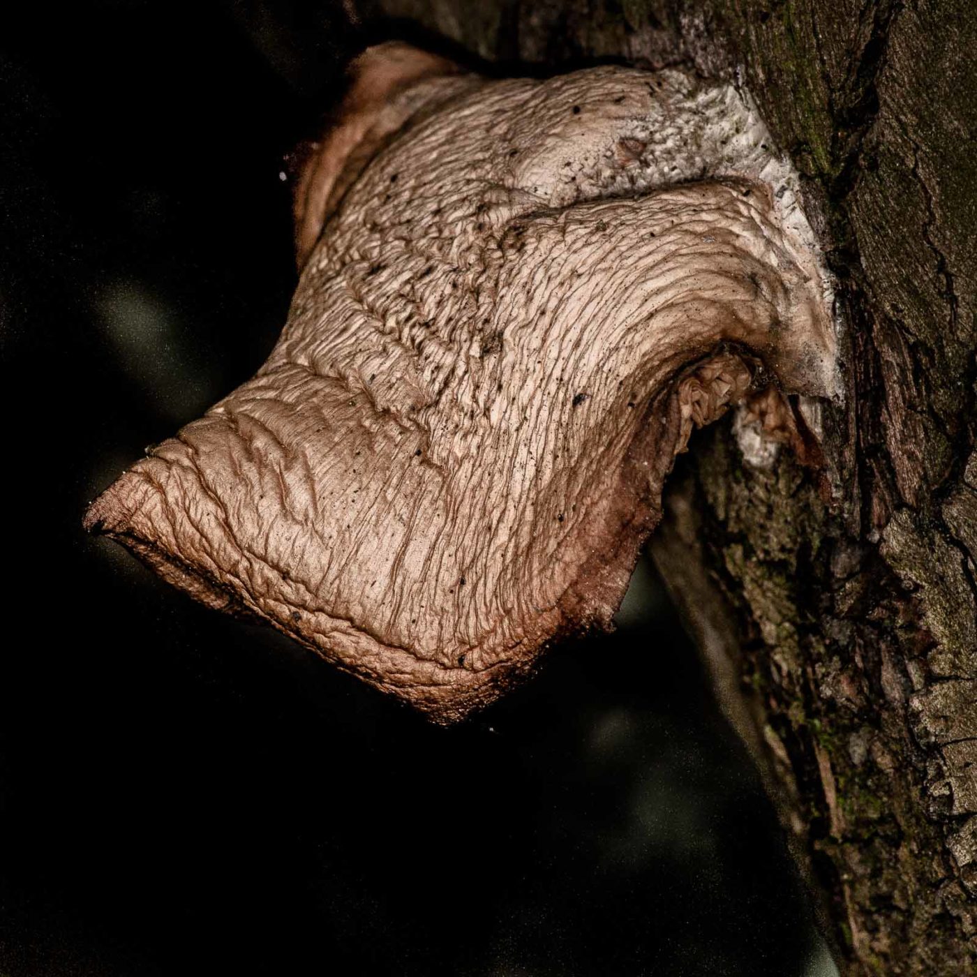 2019-02-23 - NSG Storchengraben Herne
